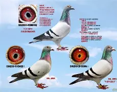 开云体育平台-马赛赛前门线救险，志在NBA季后赛名次提升，目标明确，数据趋势出现新变化的简单介绍